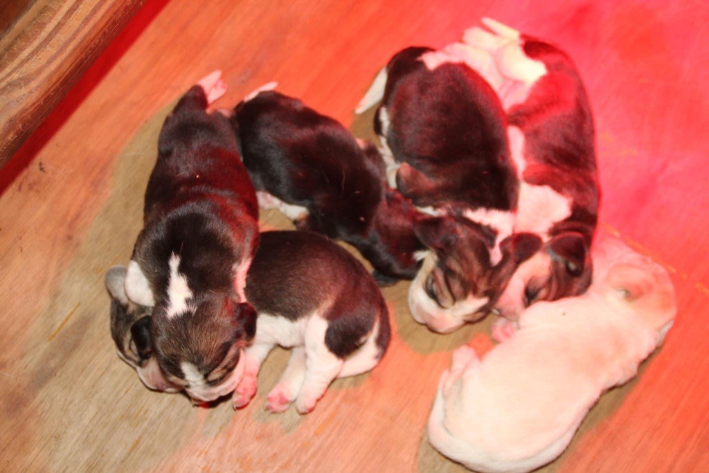 chiot Beagle de l'Écho du Banc d’Arguin