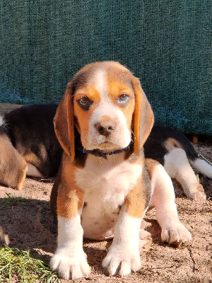 de l'Écho du Banc d’Arguin - Beagle - Portée née le 19/04/2023