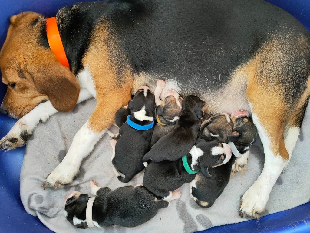 chiot Beagle de l'Écho du Banc d’Arguin