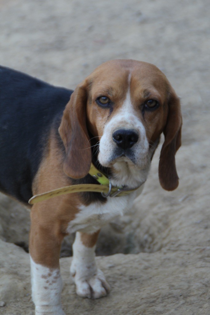Rouky des vallées de l’armagnac