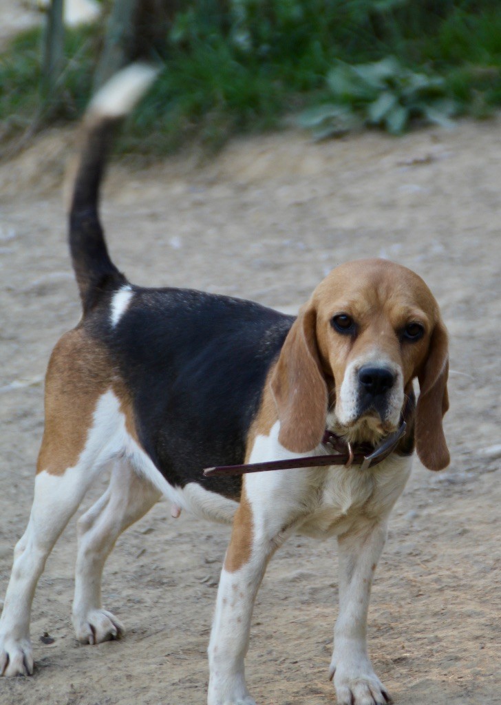 Shanel du marais normand