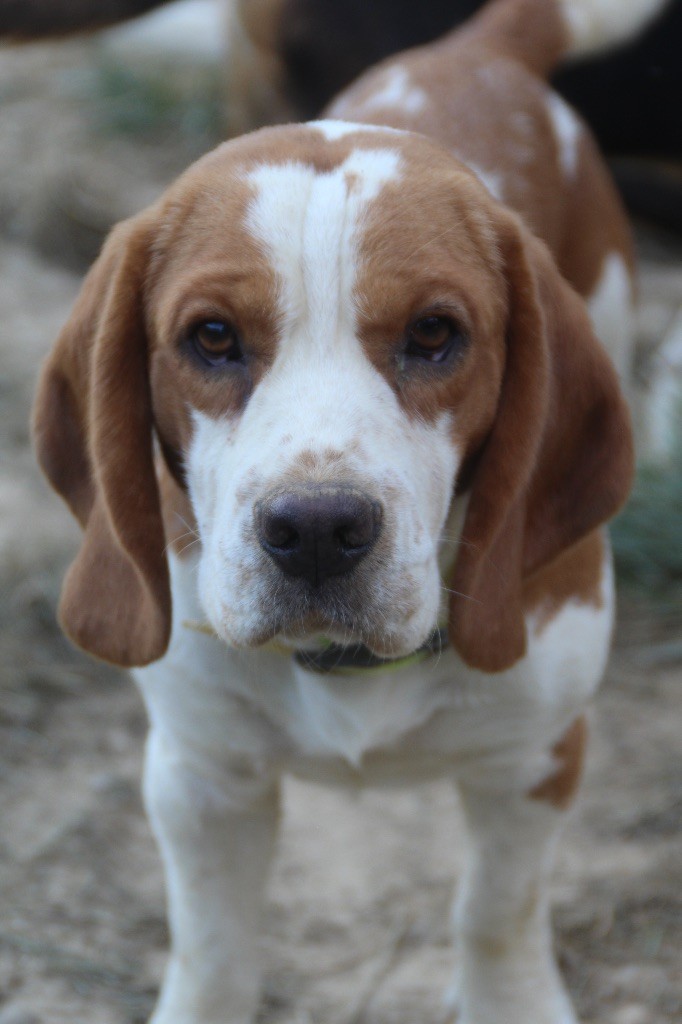 Volcan des coteaux de l'uby