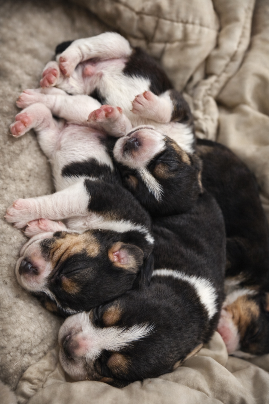 Portée du 11/02/2026