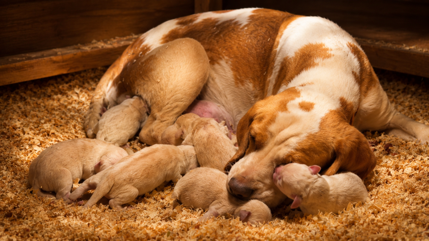Chiot Beagle de l'Écho du Banc d’Arguin