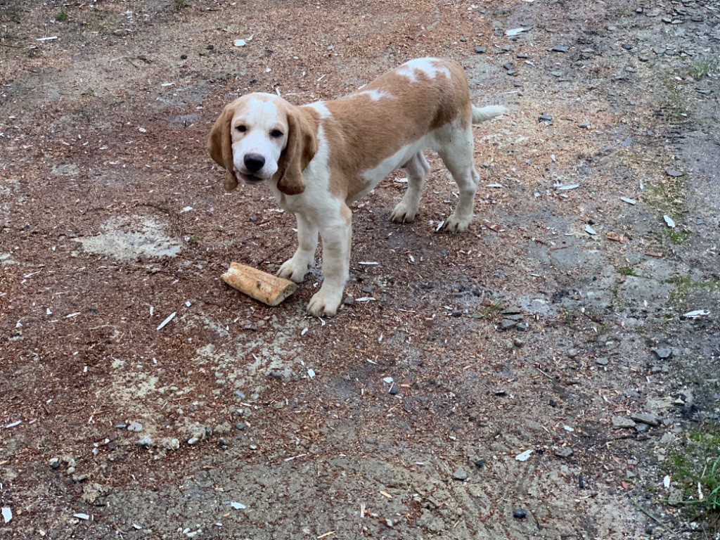 de l'Écho du Banc d’Arguin - Beagle - Portée née le 13/07/2023