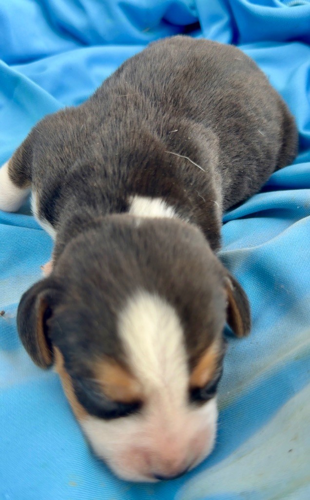 de l'Écho du Banc d’Arguin - Chiots disponibles - Beagle