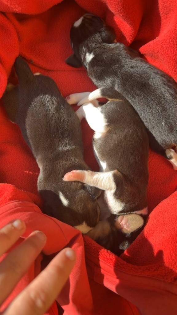 Chiot Beagle de l'Écho du Banc d’Arguin