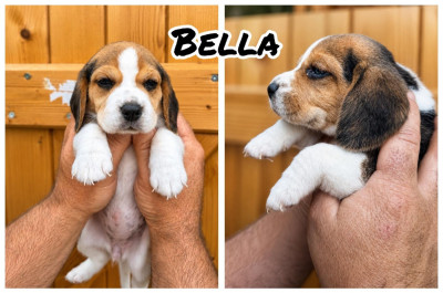 Bella