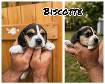 Biscotte