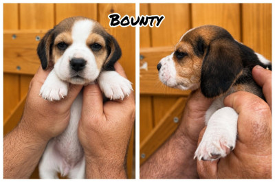 Bounty