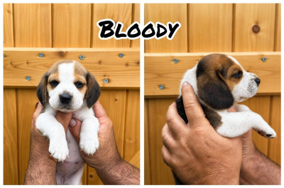 Bloody