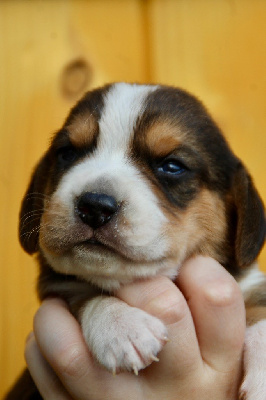 Chiot 1