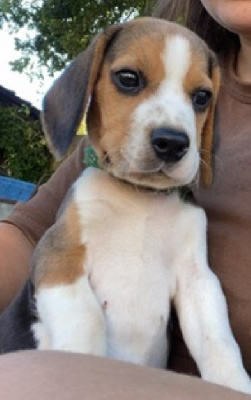 V-Pepito 