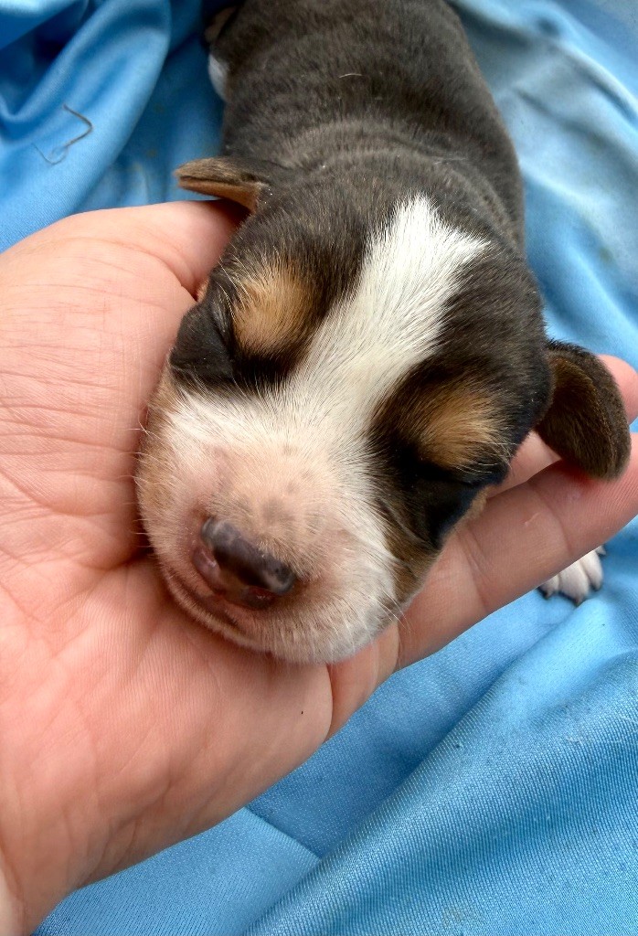 de l'Écho du Banc d’Arguin - Chiots disponibles - Beagle
