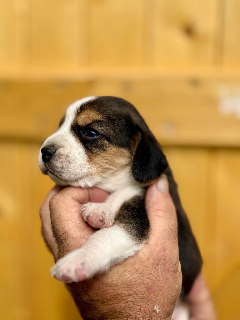 de l'Écho du Banc d’Arguin - Chiots disponibles - Beagle